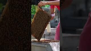 Native Bee / Stingless Bee / watch stingless bee working all day