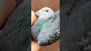 Marathon Pigeons with TOP Origins!