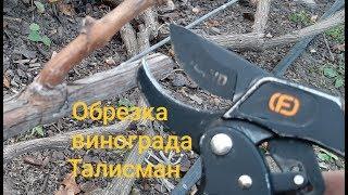 ОБРЕЗКА ВИНОГРАДА СОРТА ТАЛИСМАН.