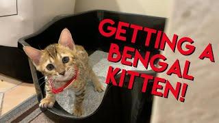 Getting a Bengal Kitten! First Time Cat Owners!