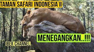 LIHAT HARIMAU DARI DEKAT TAMAN SAFARI INDONESIA II PRIGEN ADVENTURE TERBARU REVIEW 2023 PART 1