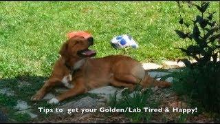 How to Make Your Golden Lab Tired & Happy