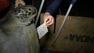 Scientists Track Endangered Sea Turtles in San Diego Bay