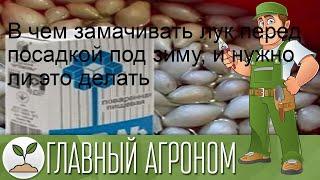 В чем замачивать лук перед посадкой под зиму, и нужно ли это делать