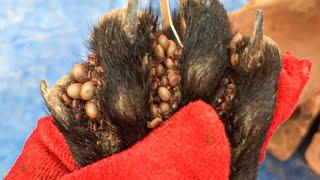 Protect Your Dog From Many Ticks Attacking - How We Can Remove All Ticks From Poor Dog