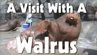 Indianapolis Zoo Walrus | The Friday Zone | WTIU | PBS