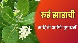 रुई च्या झाडाची माहिती | rui chi mahiti