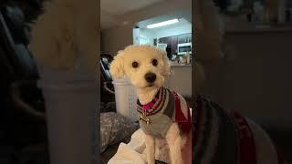 Just one question for this Dog #forkids #dog #malteseworld #maltipoo #puppy #maltese #maltesemoments