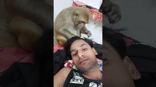 Cute monkey Rani Akash video #akashrbl783 #ranivlogrbl #youtubeshorts #shorts