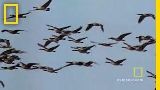 Geese Fly Together | National Geographic