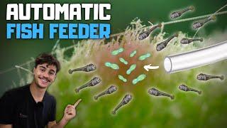 I Made a Machine That Feeds My Fish For Me! Baby Fish Feeder!