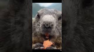 #Groundhog#Tarbagan# marmot#Alpine #marmot#Bobak #marmot#Menzbier's #marmot