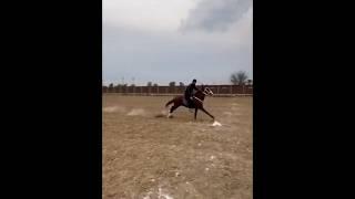 Nazabazi with Mubashar Tiwana#beautifulhorses #horse #pakistan#punjab #youtube#youtubeshorts