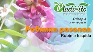 Робиния розовая I Robinia hispida