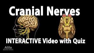 NEW! INTERACTIVE Video with Quiz: Cranial Nerves - Anatomy and Physiology