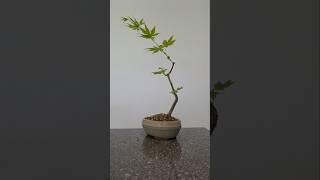 Pure clip and grow#bonsai #fyp #fy #japanese #maple #timelapse #1 #year