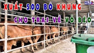 Một Buổi Chiều Xuất 500 Bò Khung Cho Trại Để Vỗ Béo