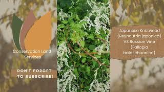 The differences between Japanese Knotweed and Russian Vine Summer UK