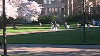 Seattle_UW_Quad_Cherry_Trees_3_of_05.AVI