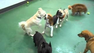 Chauncey, Quincy, Belle, Yogi - Crazy Small Dog Fun.AVI