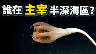 為什麼深海動物不吃飯也不會餓死？科學家發現了深海秘境的真相！！