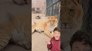 The Liger is literally built different