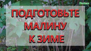 Обязательный уход за ремонтантной малиной осенью! Один или два урожая в год?