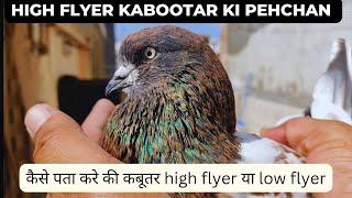 High flyer kabootar ki pehchan | Body adaptations of high flyer pigeons |high & low flyer difference