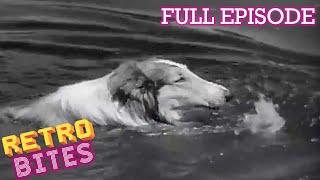 Lassie saves a boy from drowning | Lassie | Retro Bites