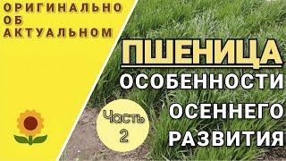 Повышение урожайности озимой пшеницы. Как сроки сева влияют на озимую пшеницу.