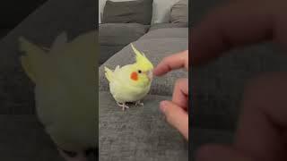 Cockatiel Walking Towards Scritches