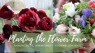 Planting the Flower Farm // Ranunculus + Anemones + Storms (oh my!) // Green Bee Floral Co.