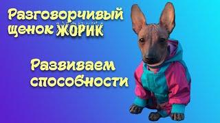 Мой щенок разговаривает