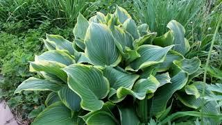 Хоста Желтая Река (Hosta Yellow River)