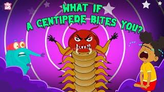 What if a Centipede Bites You? | Are Centipedes Poisonous? | Deadliest Insects | The Dr. Binocs Show