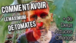 RECOLTER le plus de TOMATES possible sans effort !