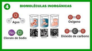 Inorganic Biomolecules | Biology - Topic 4