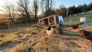 Relaxing “Farmbiance” - Chicken Edition