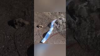 Oarfish #shorts #ytshorts