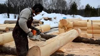 Рубка паза бензопилой и теслом на кедровом бревне.