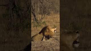 Lion  Roar 