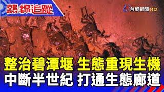 整治碧潭堰 生態重現生機 中斷半世紀 打通生態廊道【熱線追蹤】