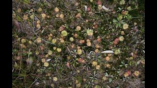 Timelapse of Drosera Burmannii