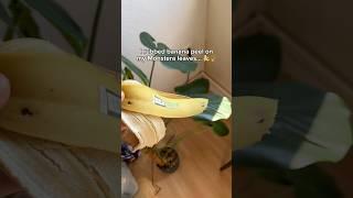 Banana peel on plant leaves – here’s what happened! #plants #banana #lifehacks