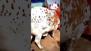 Eid UL Adha 2023 || Qurbani K Janwar ||  #youtubeshorts #ytshorts #shorts #viralshorts