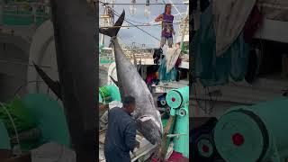 700 Lbs Giant Bluefin Tuna Lifting From Fish Boat