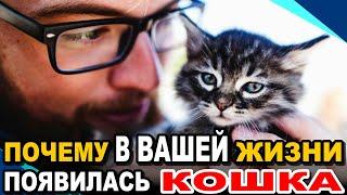 5 Причин, Почему в Вашей Жизни Появилась Кошка