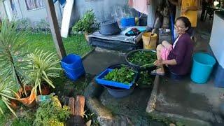 Alfredos Sunday Morning Harvest from his farm