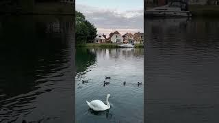 Swan on Thames  #zakria 