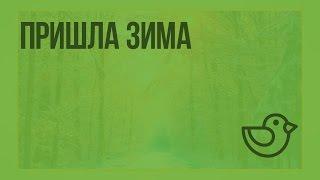 Пришла зима. Видеоурок по окружающему миру 1 класс